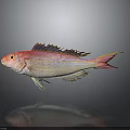 Vibrant Pink Fish with Yellow Stripes and Colorful Fins Displaying Reflection on Gray Background