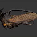 Unique Horned Cicada With Textured Brown Wings And Yellow Body On Gray Background
