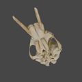 Natural Animal Skull Specimen With Horns And Detailed Bone Structure