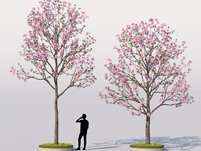 Tall Arbor Trees With Pink Blossoms And Silhouette Of Person Standing Near 3d model