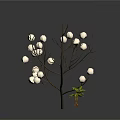 Dried Plant Branches With White Buds and Small Green Seedling on White Background