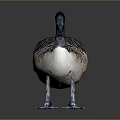 Black Head White Neck Brown Feathered Goose Standing On Dark Glossy Surface