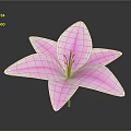 Beautiful Pink Lily Plant With Fresh Pink Petals And Red Stamens