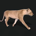 Lioness 3D Model Walking With Realistic Fur And Shadow On Black Background