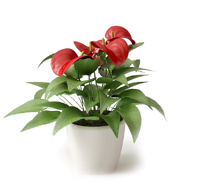 Red Flower Potted Plant With Green Leaves In White Ceramic Pot 3d model