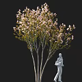 Tall Pink Flowering Tree With Green Leaves And White Statue Holding Item Against Black Background