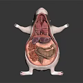 3D Rendered Anatomical Mouse Model Medical Device With Detailed Internal Organs