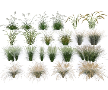 Pennisetum feather grass garden flowers 3d model