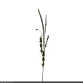 Tall Grass Plant With Long Green Leaves And Yellow Spikes On Dark Background
