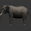 Realistic Gray Elephant With Long White Tusks Standing On Black Background 3d model