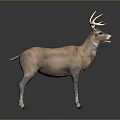 Realistic Brown Stag With Large Antlers In Standing Pose And Detailed Fur Texture