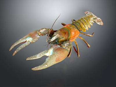 Detailed Close Up View of Fresh Cerenus Crayfish With Vibrant Shell and Claws 3d model