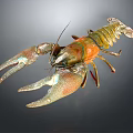 Detailed Close Up View of Fresh Cerenus Crayfish With Vibrant Shell and Claws