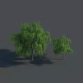 Two Weeping Willow Trees With Green Hanging Branches And Shadows On Gray Background