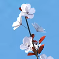 Blooming White Flowers With Red Leaves Against Bright Blue Sky