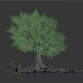 Tree With Green Foliage And Exposed Developed Roots On White Background
