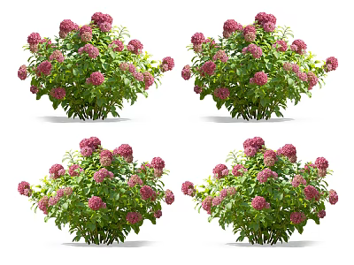 Vibrant Pink Flowering Plants With Lush Green Foliage In Garden 3d model