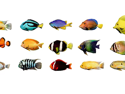 Types of Colorful Tropical Aquatic Animals With Vibrant Patterns And Bright Hues 3d model