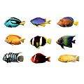 Types of Colorful Tropical Aquatic Animals With Vibrant Patterns And Bright Hues