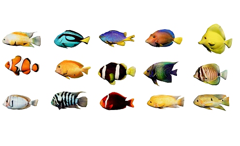 Modern Fish Ornamental Fish 3d model