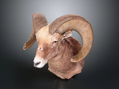 Natural Ram Head Animal Wall Decor with Large Horns for Home Interior Decoration 3d model Natural Ram Head Animal Wall Decor with Large Horns for Home Interior Decoration 3d model