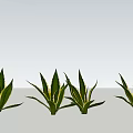 Multiple Agave Plants With Green And Yellow Striped Leaves In Garden