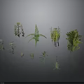 Various Green Plants Collection With Different Shapes And Sizes Displayed On Gray Background