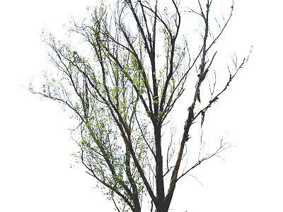 Tall Arbor Tree With Bare Branches And New Green Leaves On Trunk 3d model