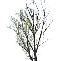 Tall Arbor Tree With Bare Branches And New Green Leaves On Trunk
