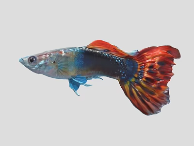 Colorful Guppy Fish An Aquatic Animal With Vibrant Red Blue Fins And Tail 3d model
