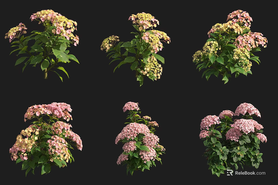 Colorful Flowering Shrubs with Pink Yellow Blooms and Lush Green Foliage 3d model 