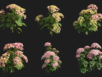 Colorful Flowering Shrubs with Pink Yellow Blooms and Lush Green Foliage 3d model