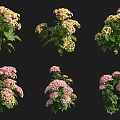 Colorful Flowering Shrubs with Pink Yellow Blooms and Lush Green Foliage