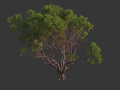 Lush Green Arbor With Dense Foliage Strong Trunk And Natural Branches 3d model