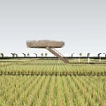 Nest Shaped Viewing Platform in Golden Rice Field with Wooden Ladder and White Houses