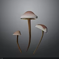Three Mushroom Plants With Pink Caps White Edges And Brown Stems On Dark Background