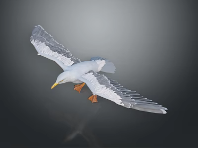 White Seagull Flying With Spread Wings Against Dark Background And Reflection 3d model