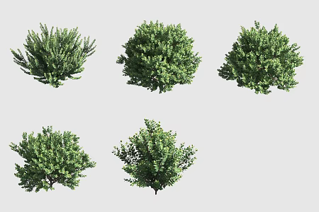 Bearfruit Flower Hawaiian Plant 3d model