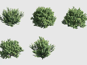Bearfruit Flower Hawaiian Plant 3d model