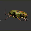 Vibrant Green Orange Beetle With Metallic Sheen Body Long Antennae And Legs