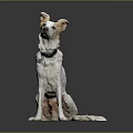 White Dog With Light Brown Ears Sitting Calmly With Black Collar On Gray Reflective Floor