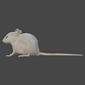 3D Wireframe Rat Character Model With Big Ears For Game And Movie Scenes