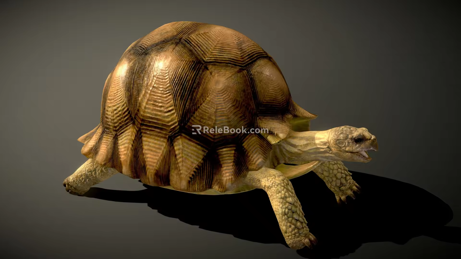 Tortoise 3d model