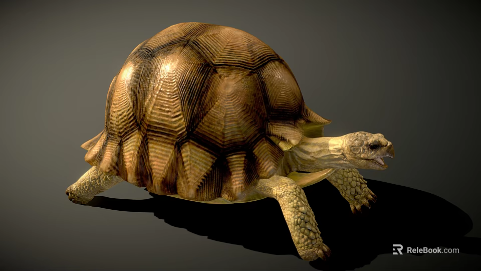 Reptile Tortoise With Natural Brown Textured Shell And Detailed Body Features 3d model 