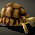 Tortoise 3d model
