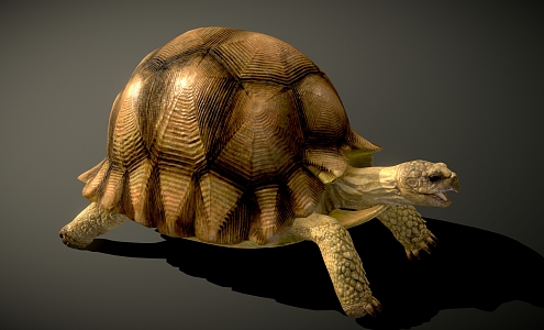 Tortoise 3d model