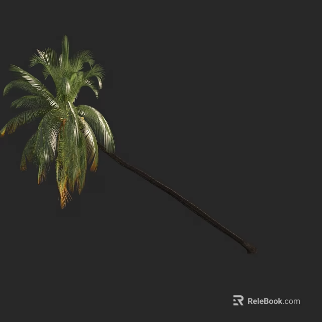 Tall Palm Tree With Long Brown Trunk And Lush Green Fronds 3d model 