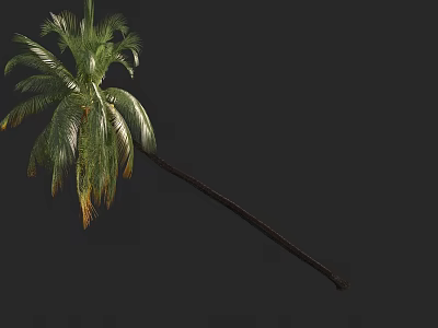 Tall Palm Tree With Long Brown Trunk And Lush Green Fronds 3d model