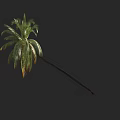 Tall Palm Tree With Long Brown Trunk And Lush Green Fronds
