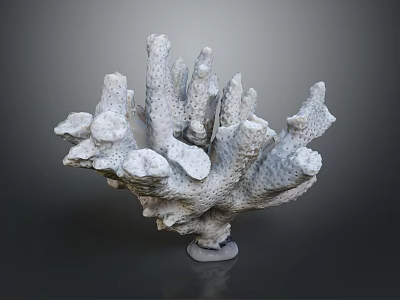 Coral Polyps Aquatic Animals Form White Branching Porous Marine Coral Structure 3d model